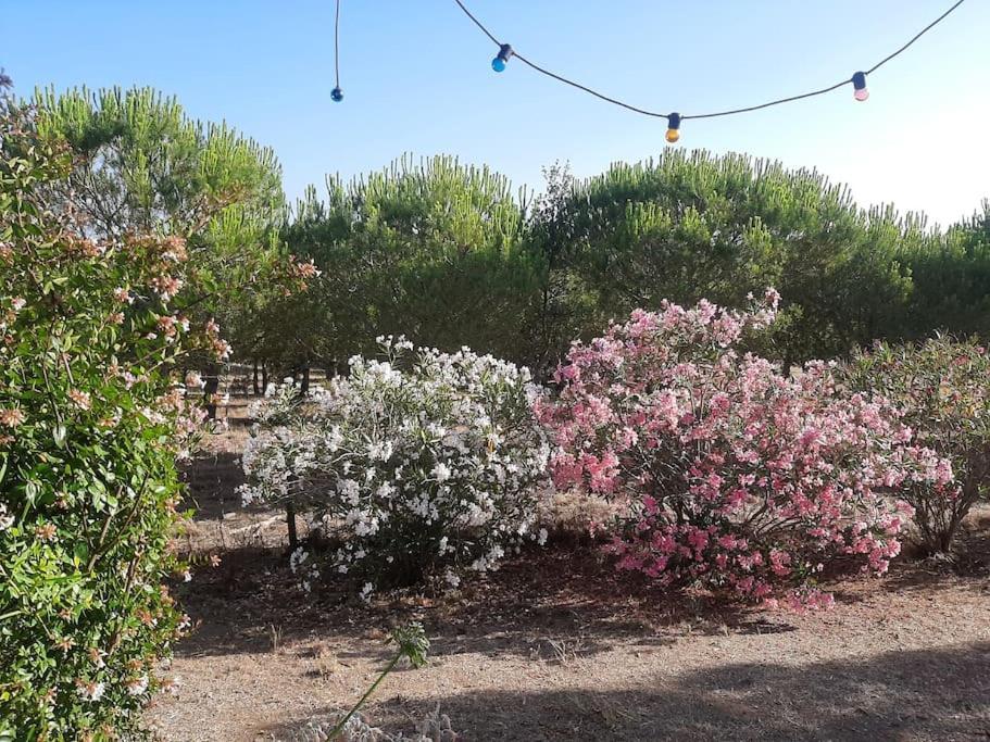 Holiday home Monte Alentejano - Melides
