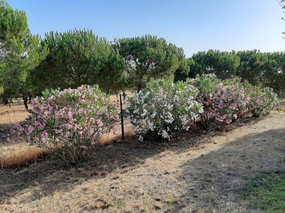 Holiday home Monte Alentejano -