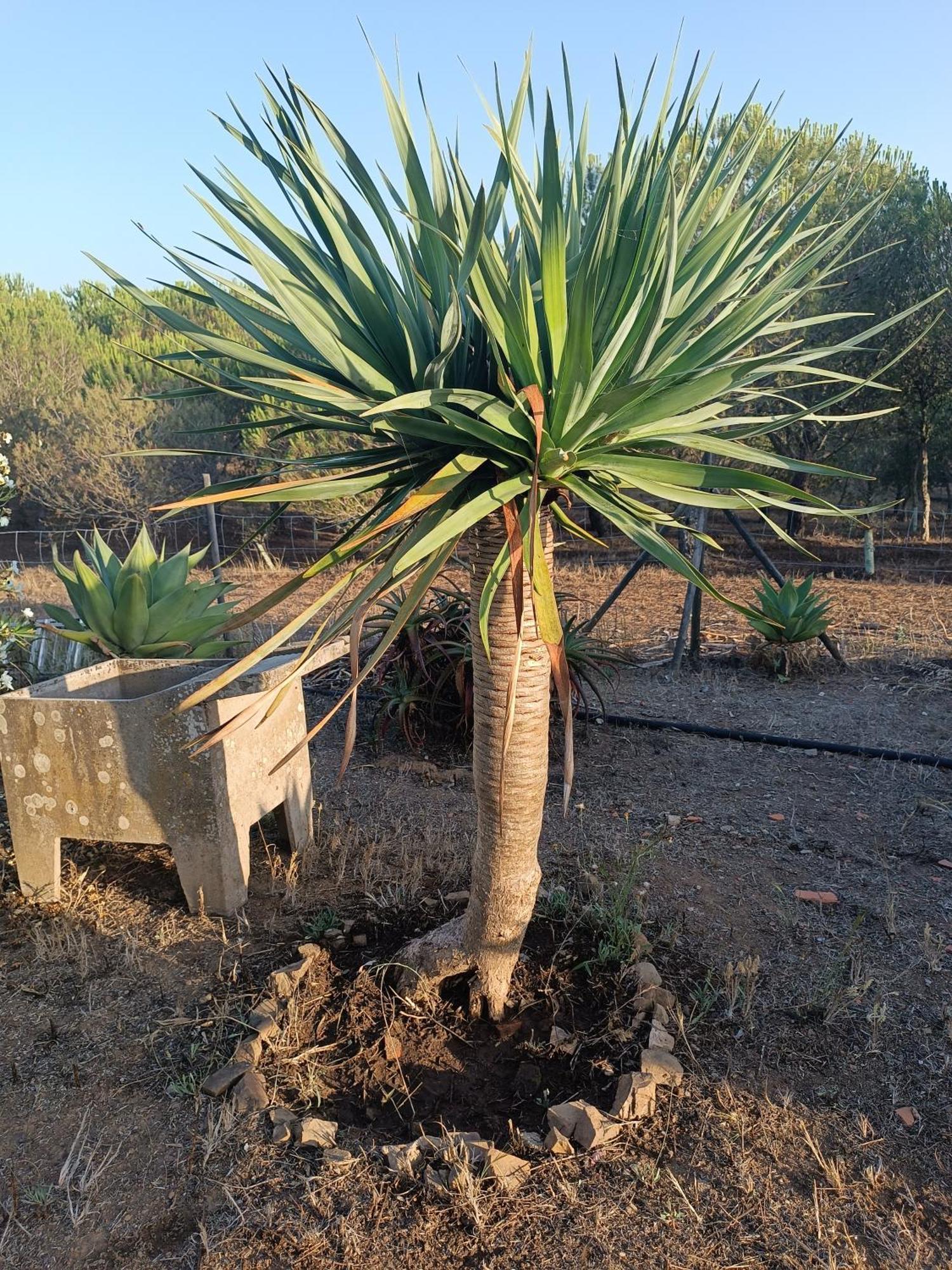 Monte Alentejano - Holiday home Melides