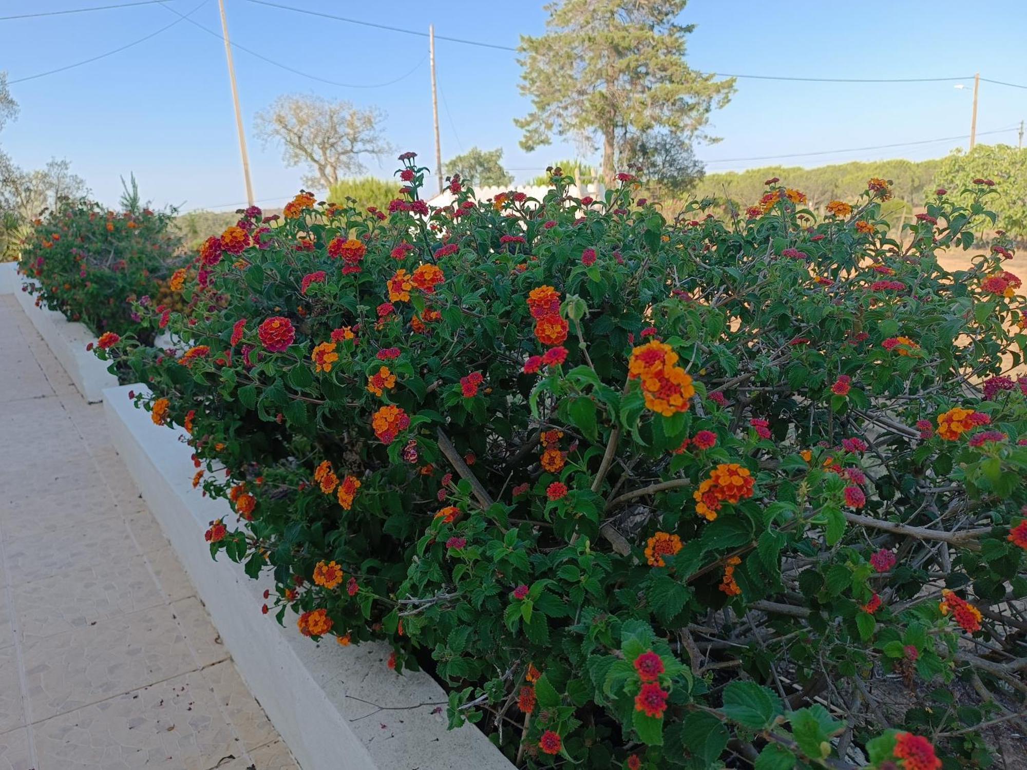 Monte Alentejano - Holiday home