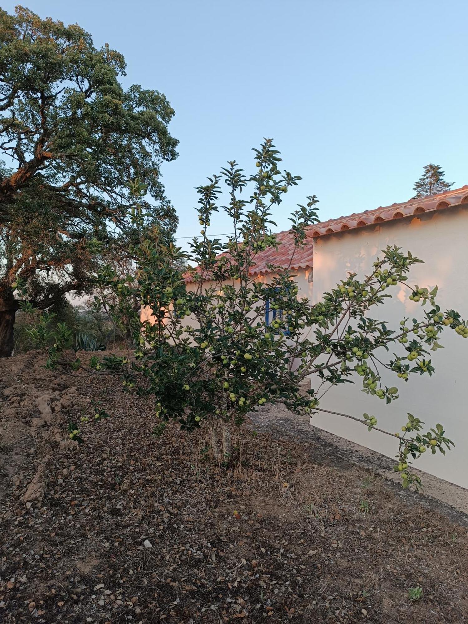 Monte Alentejano - Holiday home *